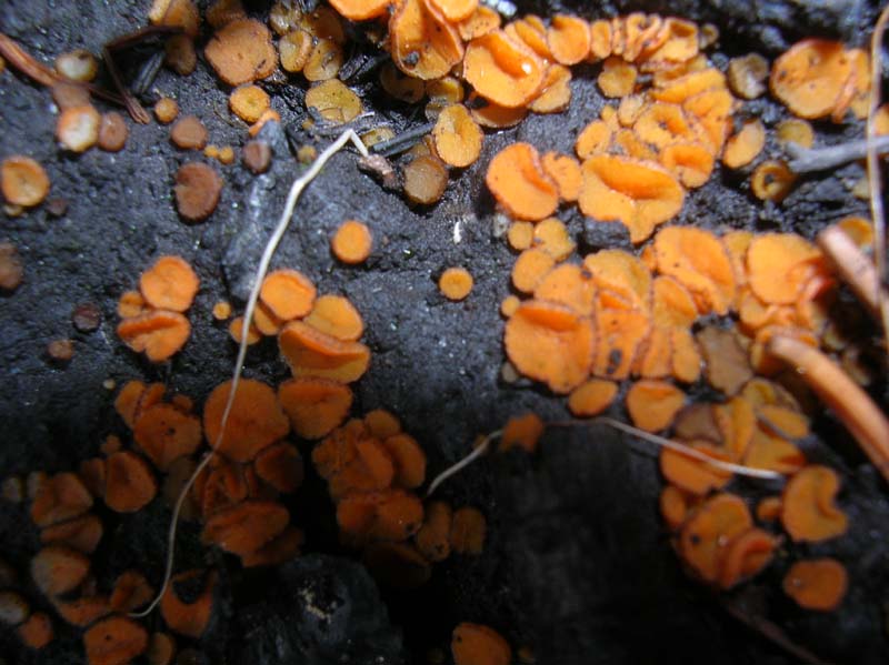 Melastiza cornubiensis?